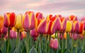Generative-AI, Multicolored Tulips in a wide field, with the flowers in sharp focus and the clear sky