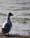 Closeup of an expressive duck standing on the shoreline of Willow Lake in Prescott, Arizona