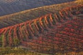 Multicolored vineyards at fall. Piedmont, Italy. Royalty Free Stock Photo