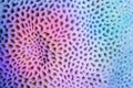 Multicolored violet-blue gradient abstract background - Organic texture of the hard coral