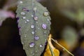 Multicolored water drops on a green leaf