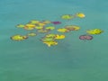 Multicolored water lily leaves on the green surface of lake