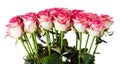 Multicolored white-pink rose macro isolated Royalty Free Stock Photo