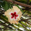 a multicolored wild hibiscus flower in a forest Royalty Free Stock Photo