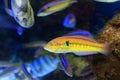 Multicolorfin rainbowfish Royalty Free Stock Photo