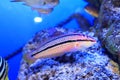 Multicolorfin rainbowfish Royalty Free Stock Photo