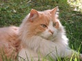 Multicolors longhair cat Royalty Free Stock Photo