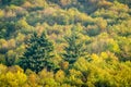 Multicolors treetops during autumn season