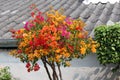 Shaped Bougainvillea tree colourful