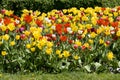 Multicolour tulips Royalty Free Stock Photo
