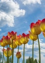 Tulips on blue sky background .