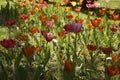 Multicolour tulips growing in the garden