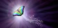Multicoloured Butterfly taking flight into the Light