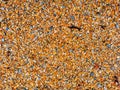 Multicoloured coarse beach sand abstract background Royalty Free Stock Photo