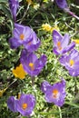 Multicoloured crocus flowers growing in grass Royalty Free Stock Photo