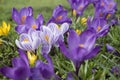 Multicoloured crocus flowers growing in grass Royalty Free Stock Photo