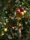 Multicoloured damson plum fruits on a tree branch. Royalty Free Stock Photo