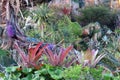 Multicoloured Plants in Pandora