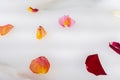 Multicoloured rose petals scattered on white bath bubbles, close up