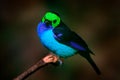 Multicoloured tanager in the nature habitat. Paradise Tanager, Tangara chilensis, bird with blue throat and light green face, Royalty Free Stock Photo