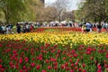 multicoloured tulip field in the Ottawa internacional tulip festival in Ottawa, ontario, Canada. People seen in the Royalty Free Stock Photo