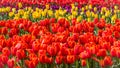 Multicoloured Tulip Field, Victoria, Australia, September 2016