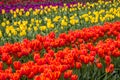 Multicoloured Tulip Field, Victoria, Australia, September 2016