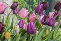 Multicoloured tulip flowers growing on flower bed in UK garden