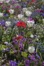 multicoloured tulip garden , Tulipa Gesneriana