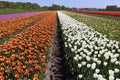 Multicoloured tulip lines. Tulip field in Netherlands.