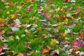 Multicolred fallen leaves on green grass