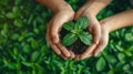 Multicultural Hands Holding Young Plant Over Green Grass - Earth Day Environment Friendly Harmony Together Spring Concept Banner Royalty Free Stock Photo