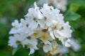 Multiflora rose Rosa multiflora cluster of flowers Royalty Free Stock Photo