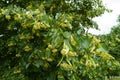 Multifold of flowers of linden in June Royalty Free Stock Photo