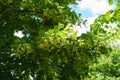 Multifold flowers of linden tree in June Royalty Free Stock Photo