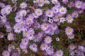 Multifold pink flowers of Michaelmas daisies in October Royalty Free Stock Photo