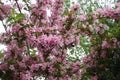 Multifold pink flowers of Weigela florida Royalty Free Stock Photo