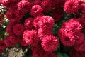 Multifold of red flowers of Chrysanthemums Royalty Free Stock Photo