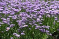 Multifold violet flowers of Erigeron speciosus in June Royalty Free Stock Photo