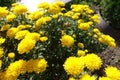 Multifold yellow flowers of Chrysanthemums Royalty Free Stock Photo