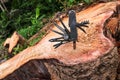 Multifunction knife stuck on the tree stump. Royalty Free Stock Photo