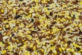Multigrain Rice Royalty Free Stock Photo