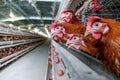 Multilevel production line conveyor production line of chicken eggs of a poultry farm Royalty Free Stock Photo