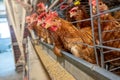 Multilevel production line conveyor production line of chicken eggs of a poultry farm Royalty Free Stock Photo