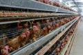 Multilevel production line conveyor production line of chicken eggs of a poultry farm Royalty Free Stock Photo