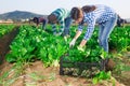 Multinational group of farm workers picking chard Royalty Free Stock Photo