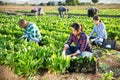 Multinational group of farm workers picking chard Royalty Free Stock Photo