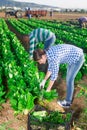 Multinational group of farm workers picking chard Royalty Free Stock Photo