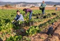 Multinational group of farm workers picking chard Royalty Free Stock Photo