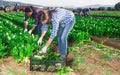 Multinational group of farm workers picking chard Royalty Free Stock Photo